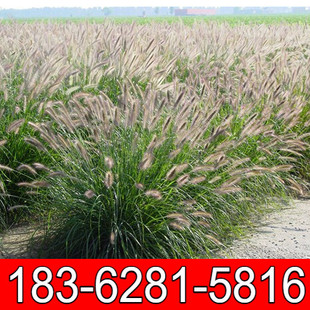 批 发护坡观赏狼尾草种子 狗尾巴草种子 狗尾草种子 芮草种子