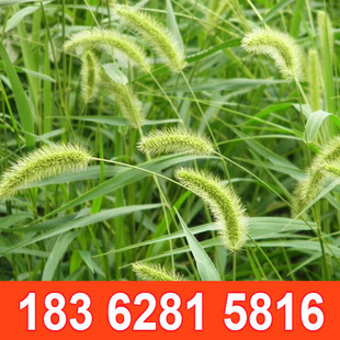 狗尾草种子狼尾草种子旱地常见牧草杂草护坡芮草种籽狗尾巴草