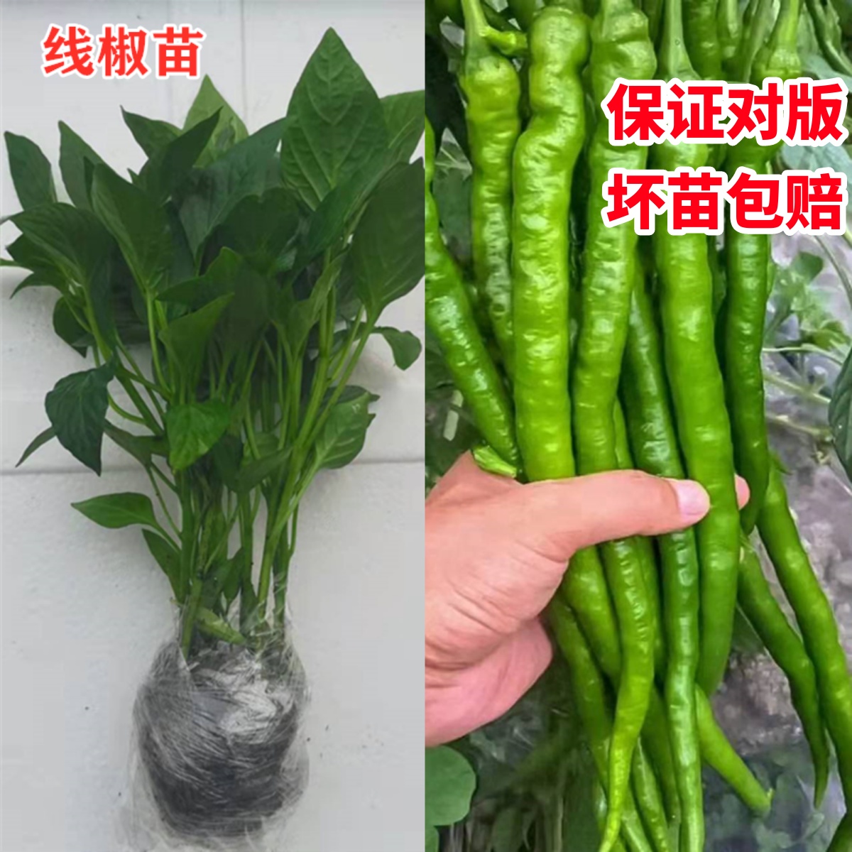 高产线椒辣椒苗长青椒尖椒二荆条南方春季菜种籽子孑盆栽蔬菜苗秧