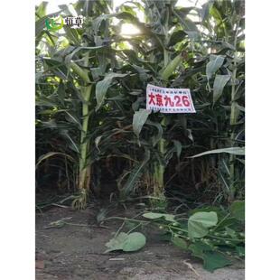 恒草大京九26青贮玉米种青储玉米饲料牧草种子高产牛羊防伪标
