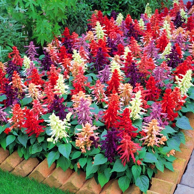 【原厂彩包】矮生一串红种子展望花卉种子阳台室内外盆栽植物花籽