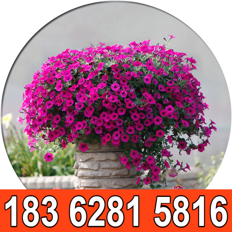 垂吊矮牵牛种子 四季播 春播 花种子 室内阳台盆栽易种 花籽