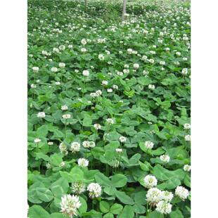 白三叶草种子红三叶草种子净籽四季青草坪绿化果园绿肥草籽