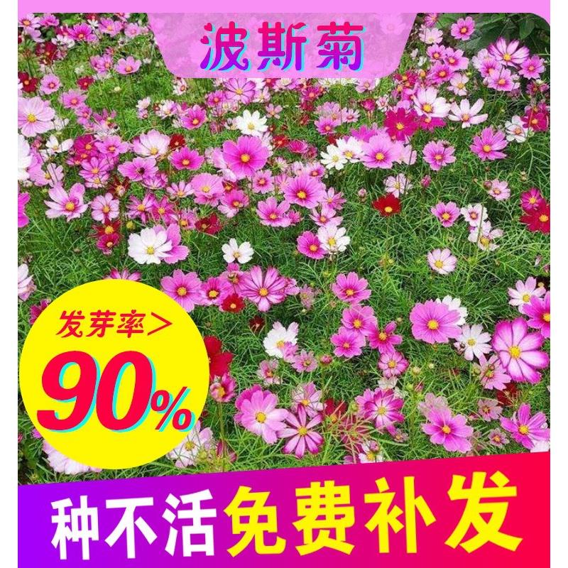 格桑花种子七彩四季易活开花波斯菊种子室外阳台庭院盆栽花种籽子