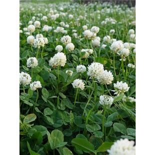 白三叶草种子红三叶草种子进口三叶草籽四季青草坪种子黑麦草种子