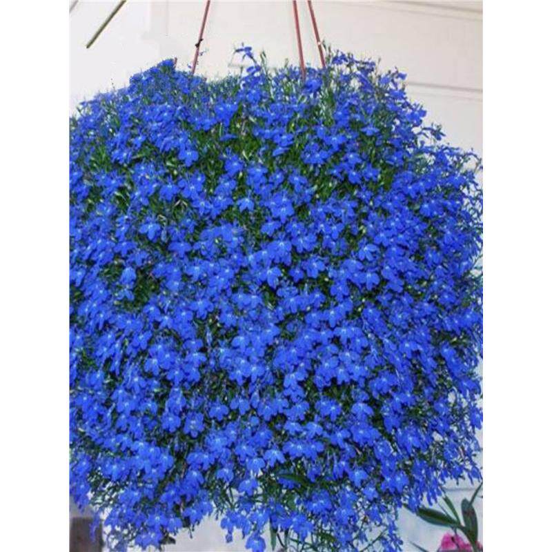 四季易种蓝花亚麻花种子阳台庭院室内外垂吊花卉盆栽植物吊兰花籽