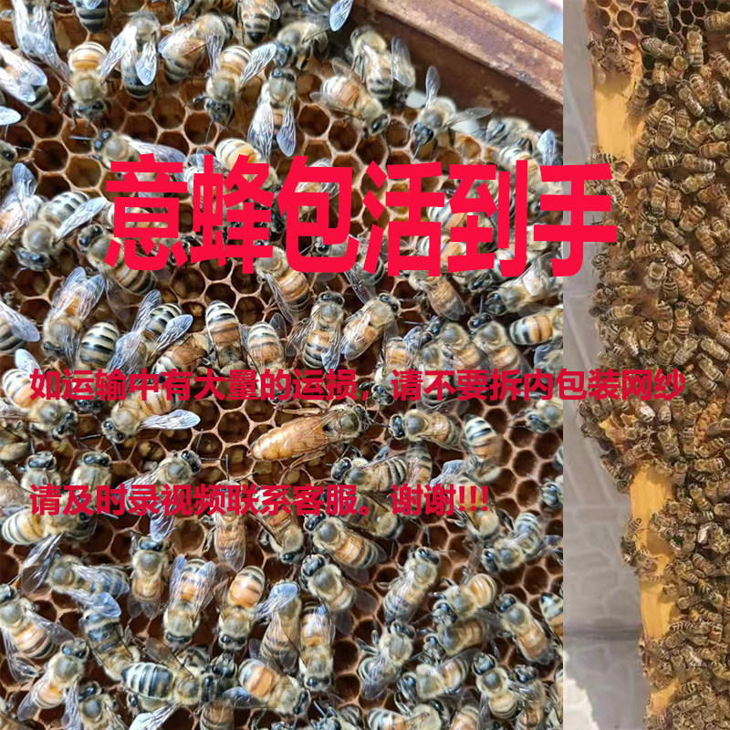 包邮保活蜜蜂群优质意大利蜜蜂意蜂蜂群带产卵王带子脾果园养殖蜂