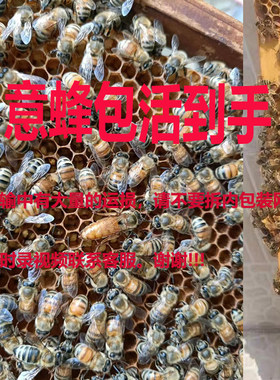 意蜂蜂群带产卵王子脾果园养殖蜂