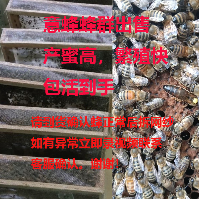 蜂群产卵王果园授粉蜜蜂蜂疗蜜蜂