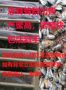 蜂群产卵王果园授粉蜜蜂蜂疗蜜蜂