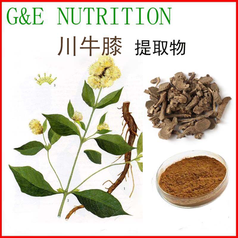 500g 天然 川牛膝提取物粉10:1 川牛膝粉 浓缩粉末 包邮 量大优惠