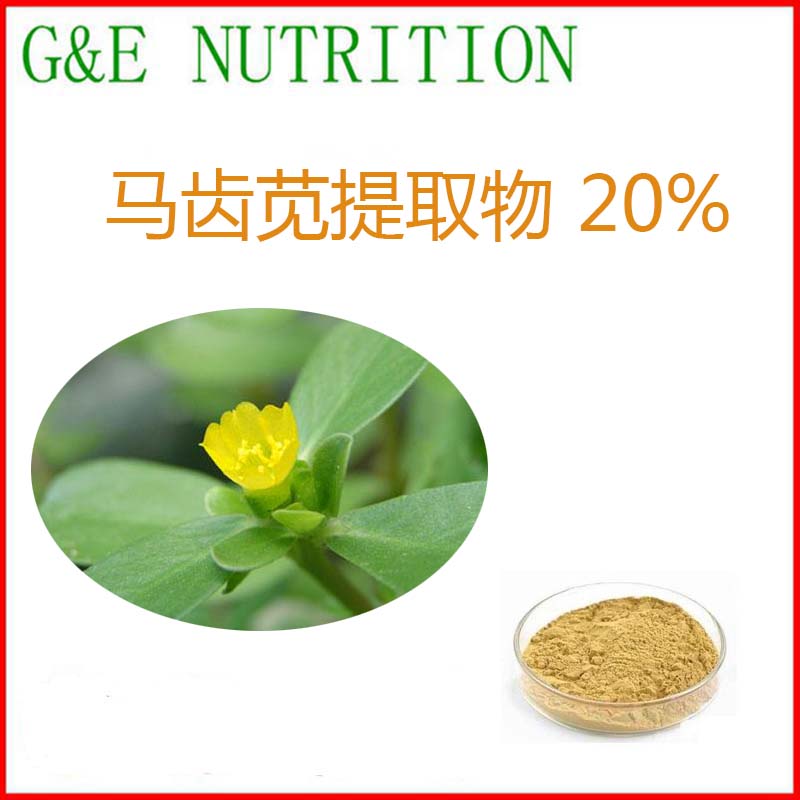 500g 马齿笕提取物 含量20% UV 源头工厂 马齿苋粉 量大优惠