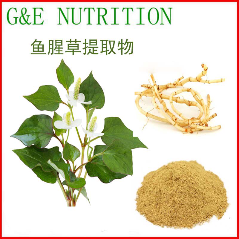 500g 纯天然鱼腥草提取物粉10:1鱼腥草粉 浓缩粉 厂家直销