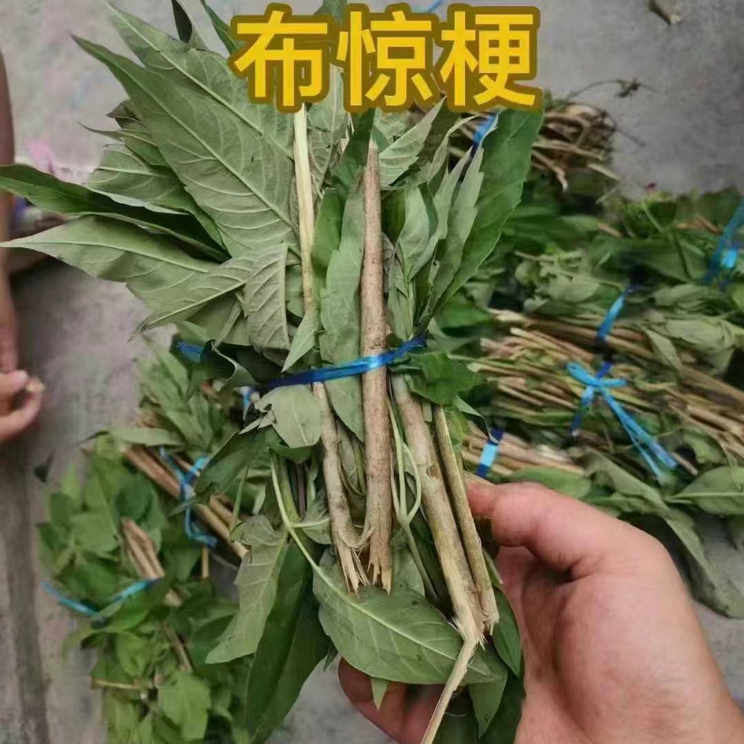 大埔布惊草做月子煮水布惊树枝黄荆草牡荆树黄荆枝叶枝叶晒干泡脚