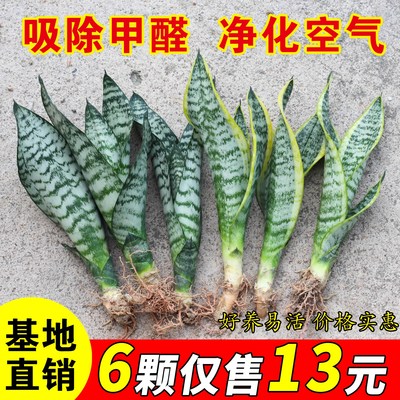 金边虎皮兰盆栽多肉易活水培植物绿植办公室内花卉大全客厅虎尾兰
