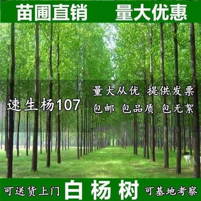 白杨树苗白杨树杨树苗107速生