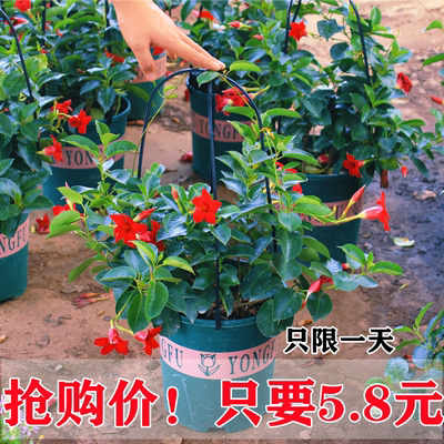 飘香藤盆栽四季开花爬藤植物红蝉花带花苞庭院室内花卉双喜藤花苗