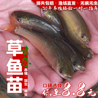 草鱼鱼苗淡水养殖食用青鱼苗大头鱼鲫鱼活体饲料小鱼苗喂乌龟一斤