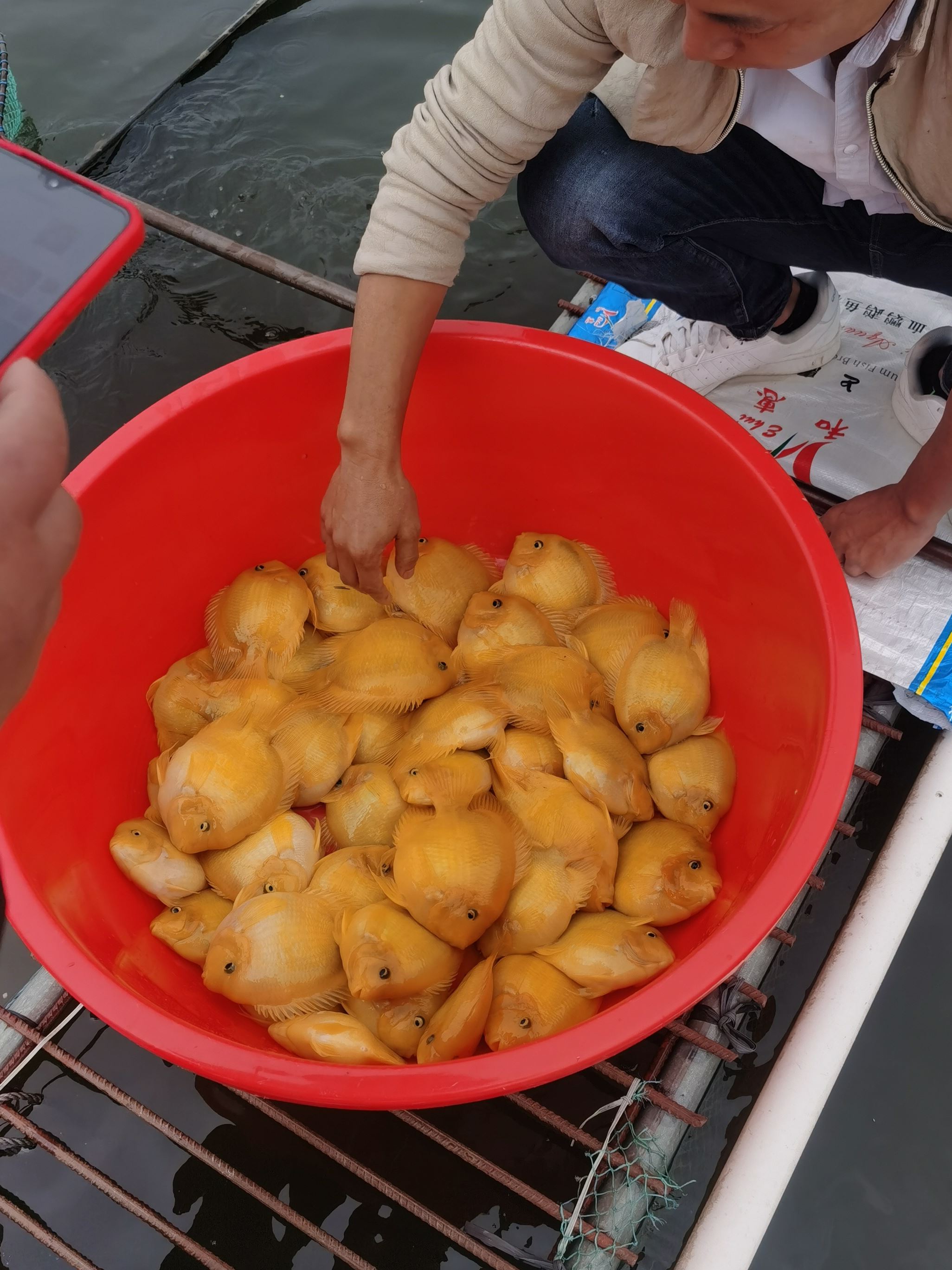 血红鹦鹉鱼活体招财猫热带银龙鱼观赏鱼地图龙鱼淡水中大型鱼包活图片