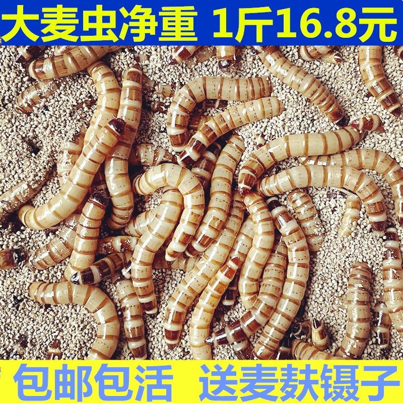 大麦虫活虫鲜活面包虫大号黄粉虫金龙鱼鱼食八哥画眉鸟食活体虫子