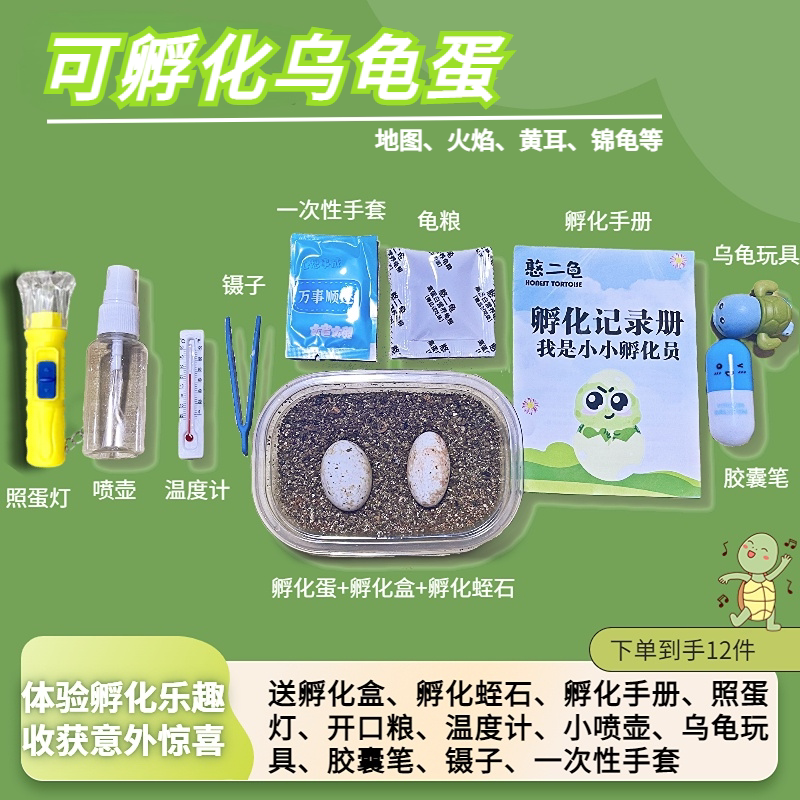 乌龟蛋可孵化乌龟火焰地图东西锦斑点池龟巴西草龟受精蛋孵化套装图片