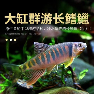 优质马口鱼苗可食用桃花鱼苗溪哥冷水鱼苗原生鱼可观赏放鱼塘水库