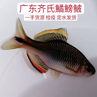 广东齐氏鱊鳑鲏汕尾高体原生观赏冷水鱼耐活旁皮吸鳅直销包损包邮
