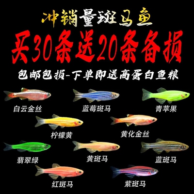 斑马鱼好养淡水观赏鱼苗小型孔雀鱼金鱼活鱼热带鱼混养套耐活冷水