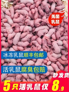 乳鼠活小白鼠活体冰冻粉皮红白霜成体繁殖组爬宠饲料宠物猫咪零食