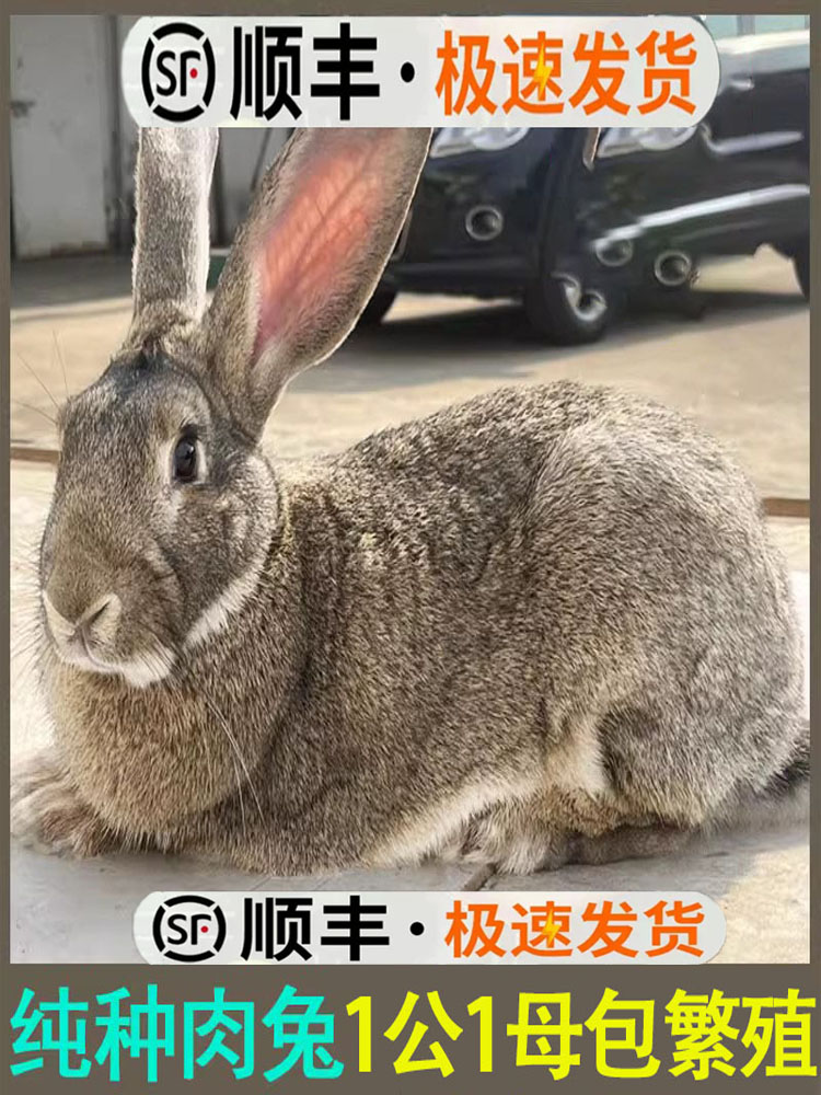 家养食用肉兔子活苗公母一对幼仔大型比利时种兔小白兔活物新西兰