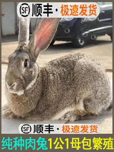 家养食用肉兔子活苗公母一对幼仔大型比利时种兔小白兔活物新西兰