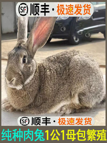 家养食用肉兔子活苗公母一对幼仔大型比利时种兔小白兔活物新西兰