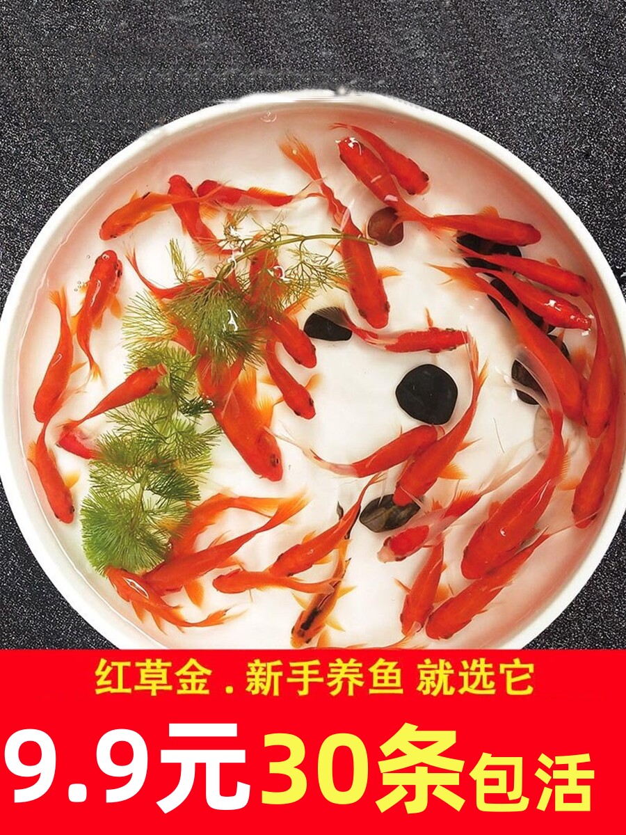 金鱼活鱼观赏鱼鱼苗易养耐养活好养红草金冷水锦鲤小鱼喂饲料养殖