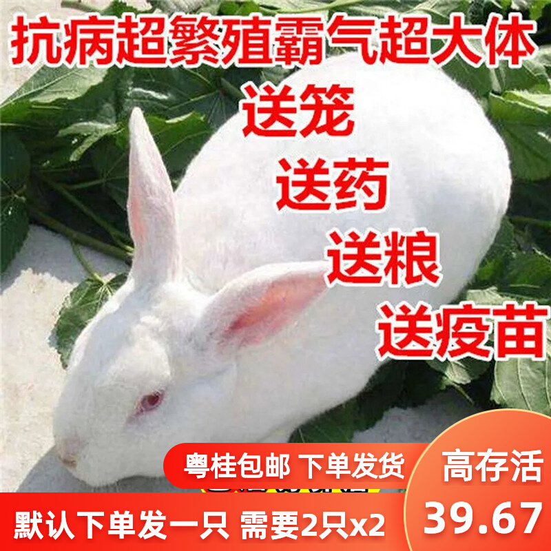 小白兔子一对幼仔公母活物活苗好养家养可食用大型肉兔比利时种兔