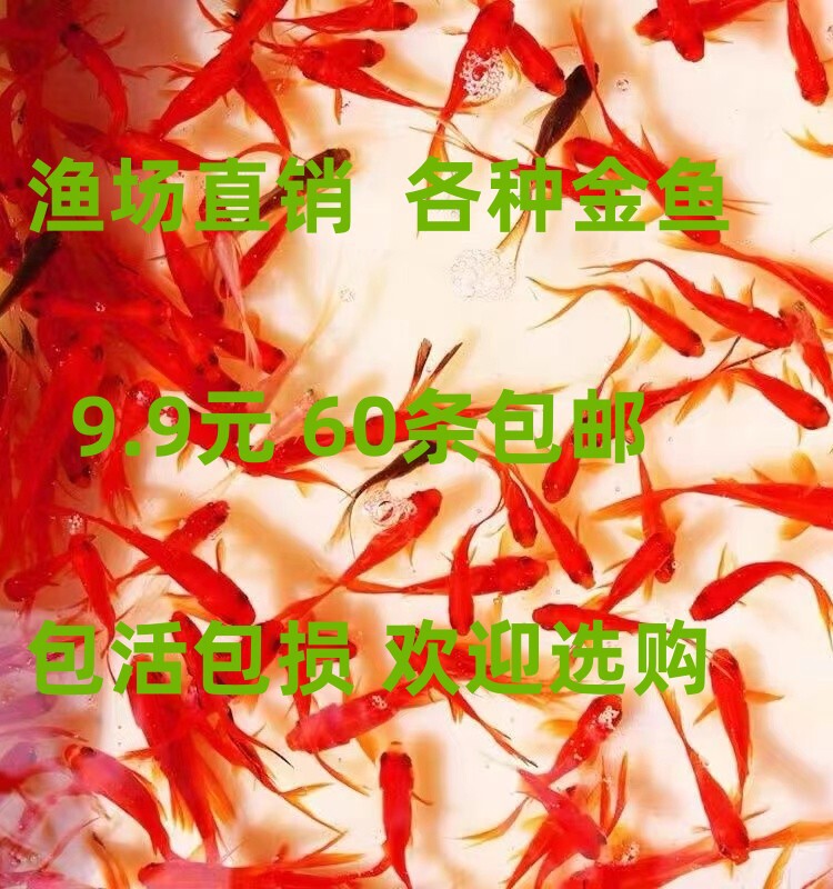 小金鱼活鱼草金鱼冷水锦鲤鱼红鲫鱼苗观赏好养耐活龙鱼龟活体饲料