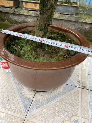 雀舌罗汉松盆景造型禅意茶室阳台庭院花园中式风格日式风格