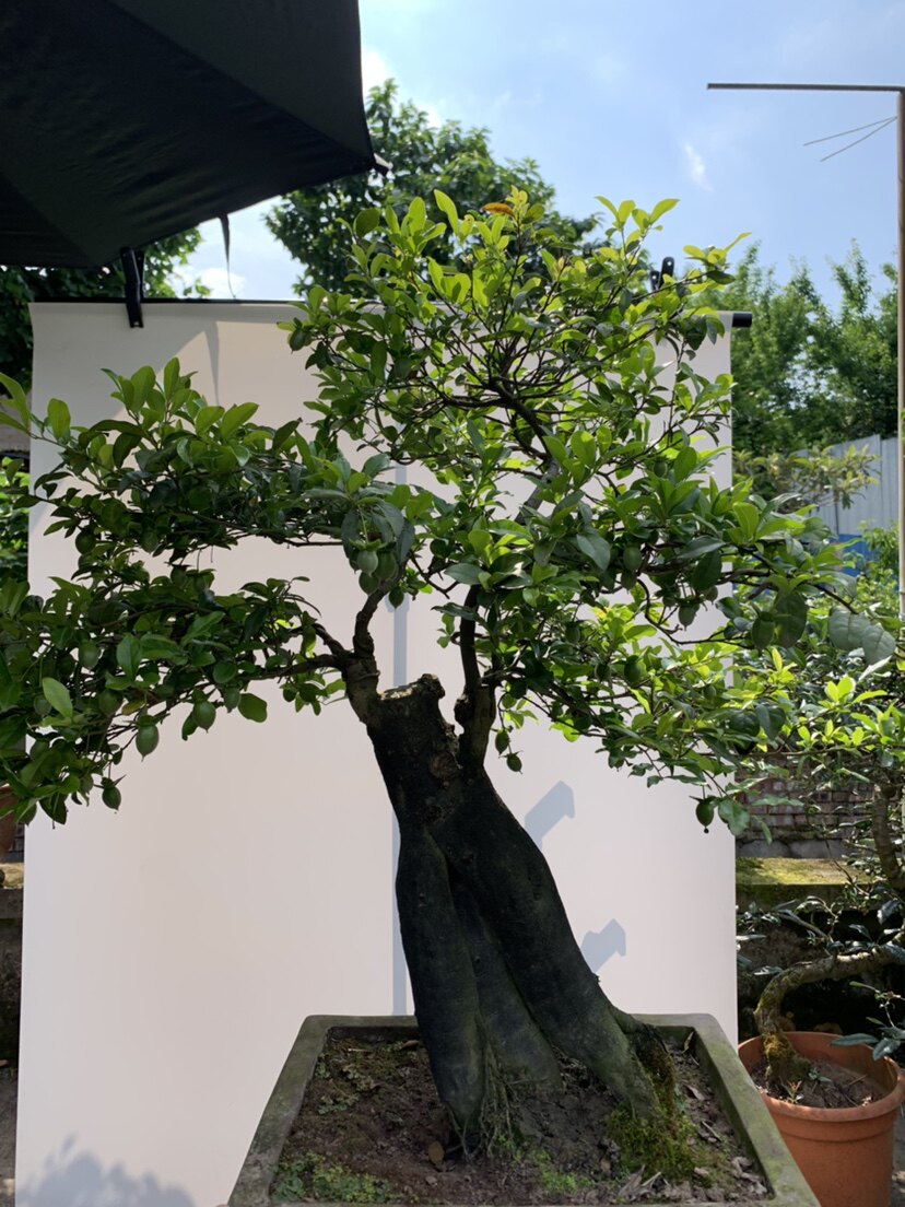 【木架包邮】金弹子母嫁接四季果丰果碳化造型盆景