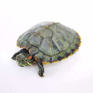 家养小乌龟活体宠物小宠迷你黄金情侣龟宠物活物七彩巴西龟观赏龟