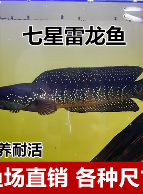 七星鱼苗活体淡水养殖山斑珍珠赤雷龙月鳢鱼金鱼冷水观赏鱼包邮