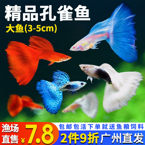 孔雀鱼精品热带鱼好养耐活孔雀鱼