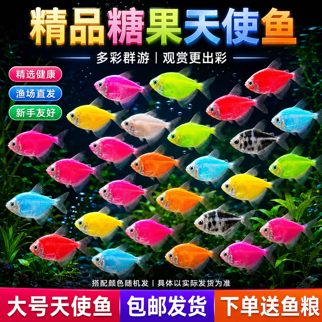 天使鱼淡水色彩鲜艳不褪色图片