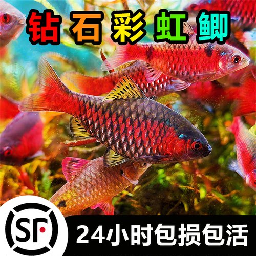 钻石彩虹鲫进口鲤科冷水耐寒耐养热带鱼原生鱼小型活体群游观赏鱼