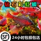 钻石彩虹鲫进口鲤科冷水耐寒耐养热带鱼原生鱼小型活体群游观赏鱼