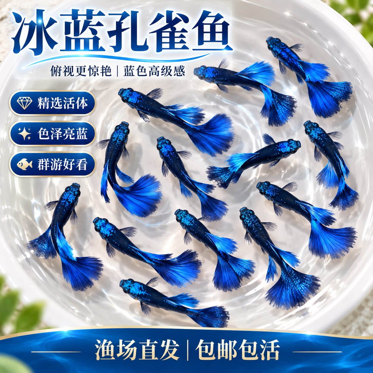 精品冰蓝孔雀鱼活鱼纯种大尾巴孕母临产凤尾鱼小型热带观赏鱼鱼苗