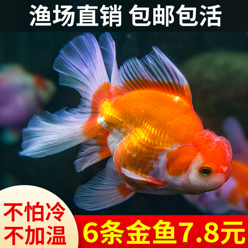 国粹金鱼招财风水养耐活锦鲤