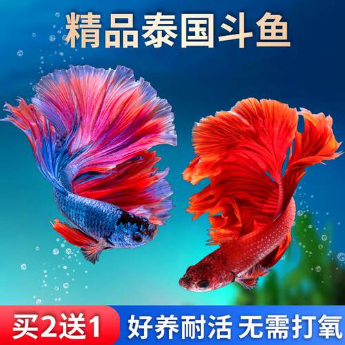 泰国斗鱼观赏鱼苗仙女款