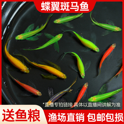 宠小侠小型鱼淡水耐活好养斑马