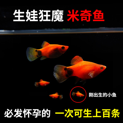 热带鱼观赏鱼胎生鱼凤尾鱼淡水鱼新手鱼直接生小鱼活体鱼纯种