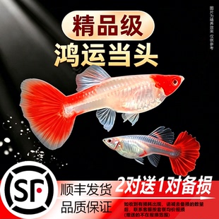 鸿运当头孔雀鱼观赏鱼热带活体练手鱼白凤尾鱼淡水好养耐活小型鱼
