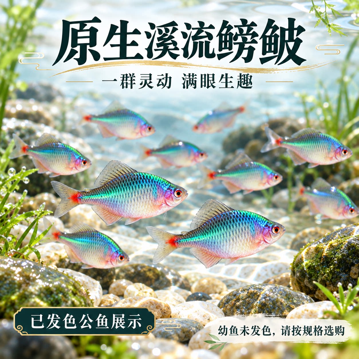 鳑鲏鱼活鱼好养耐活冷水淡水观赏鱼原生小型鱼除藻溪流缸群游鱼